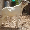 MOYEN Bêlier