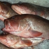 Poisson Frais entier 10kg